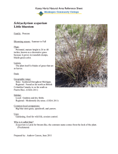 Schizachyrium Little bluestem  Kasey Hartz Natural Area Reference Sheet