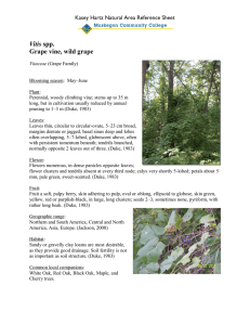 Vitis Grape vine, wild grape Kasey Hartz Natural Area Reference Sheet