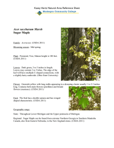 Acer Sugar Maple  Kasey Hartz Natural Area Reference Sheet
