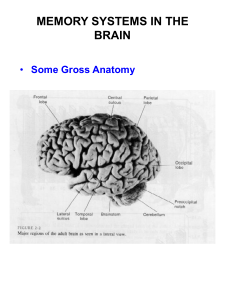 MEMORY SYSTEMS IN THE BRAIN Some Gross Anatomy