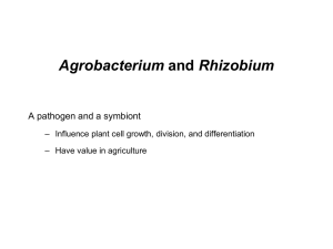 Agrobacterium A pathogen and a symbiont – Have value in agriculture