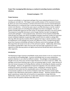 Fusarium verticillioides infections  Principal Investigator:  ????  Project Summary 