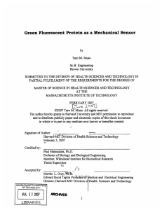 Green Fluorescent  Protein as  a Mechanical  Sensor