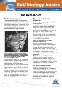 The rhizosphere What is the rhizosphere? rhizosphere?