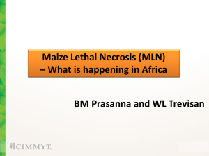 Maize Lethal Necrosis (MLN) – What is happening in Africa
