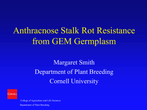 Anthracnose Stalk Rot Resistance from GEM Germplasm Margaret Smith Department of Plant Breeding