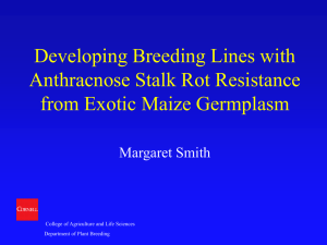 Developing Breeding Lines with Anthracnose Stalk Rot Resistance from Exotic Maize Germplasm