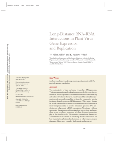 Long-Distance RNA-RNA Interactions in Plant Virus Gene Expression and Replication