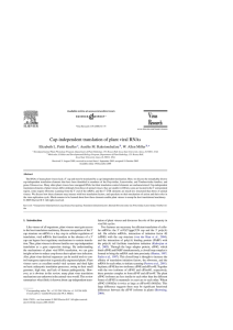 Cap-independent translation of plant viral RNAs Elizabeth L. Pettit Kneller