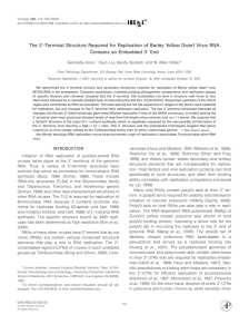 ⬘-Terminal Structure Required for Replication of Barley Yellow Dwarf Virus... The 3 ⬘ End Contains an Embedded 3