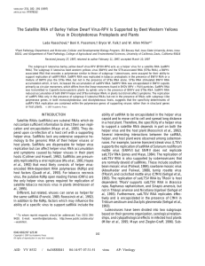 The Satellite RNA of Barley Yellow Dwarf Virus-RPV Is Supported... Virus in Dicotyledonous Protoplasts and Plants