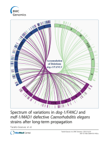 Spectrum of variations in dog-1/FANCJ and mdf-1/MAD1 defective Caenorhabditis elegans