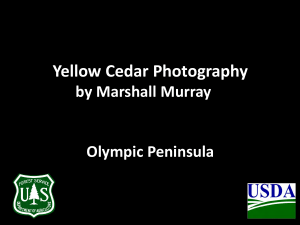 Yellow Cedar Photography by Marshall Murray Olympic Peninsula