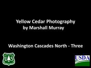 Yellow Cedar Photography by Marshall Murray Washington Cascades North - Three