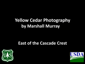 Yellow Cedar Photography by Marshall Murray East of the Cascade Crest