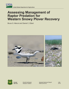 Assessing Management of Raptor Predation for Western Snowy Plover Recovery