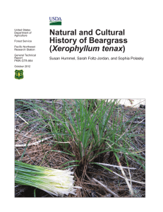 Natural and Cultural History of Beargrass Xerophyllum tenax