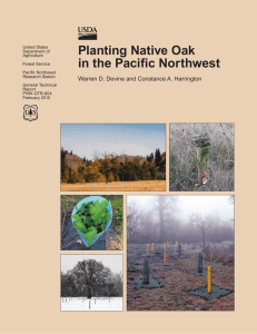 Planting Native Oak in the Pacific Northwest
