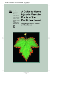 A Guide to Ozone