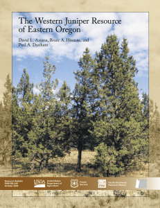 The Western Juniper Resource of Eastern Oregon Paul A. Dunham