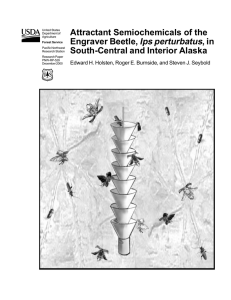 Ips perturbatus Attractant Semiochemicals of the Engraver Beetle, , in