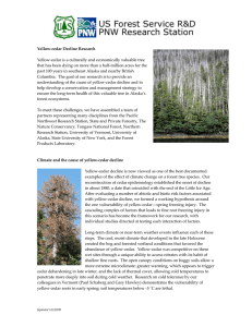   Yellow‐cedar is a culturally and economically valuable tree  that has been dying on more than a half‐million acres for the  Yellow‐cedar Decline Research 