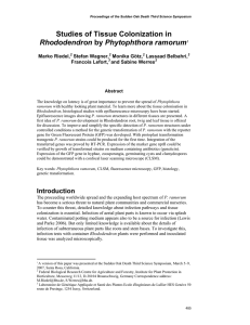 Studies of Tissue Colonization in Rhododendron  Marko Riedel,