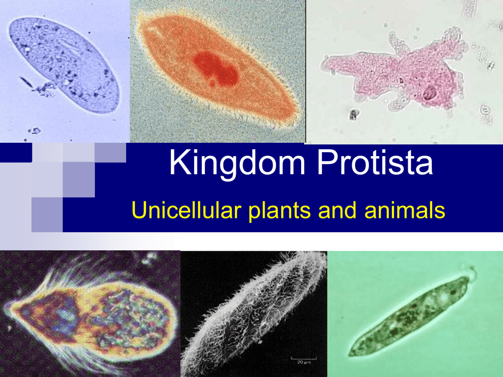 Kingdom Protista Unicellular plants and animals