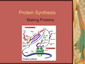 Protein Synthesis Making Proteins