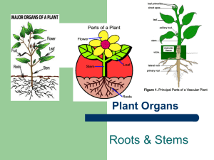 Roots &amp; Stems Plant Organs