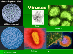 Viruses Ebola Influenza Rabies