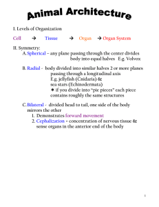 I. Levels of Organization  II. Symmetry: A.