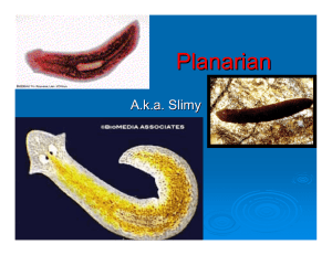 Planarian A.k.a. Slimy