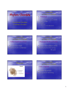 Phylum Chordata Trademarks of Phylum