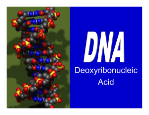 Deoxyribonucleic Acid