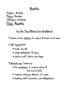 Reptiles Class: Reptilia