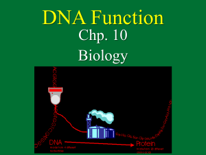 DNA Function Chp. 10 Biology