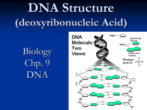 DNA Structure (deoxyribonucleic Acid) Biology Chp. 9