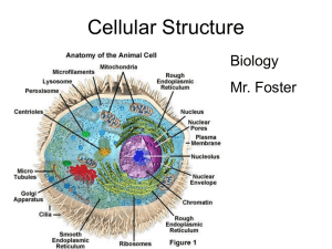 Cellular Structure Biology Mr. Foster