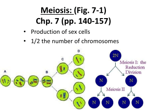 Meiosis: (Fig. 7-1) Chp. 7 (pp. 140-157) • Production of sex cells