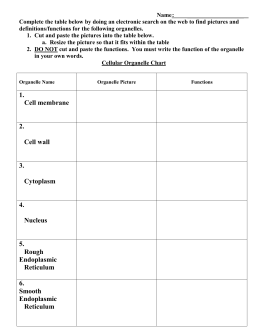 Cell Organelles Worksheet