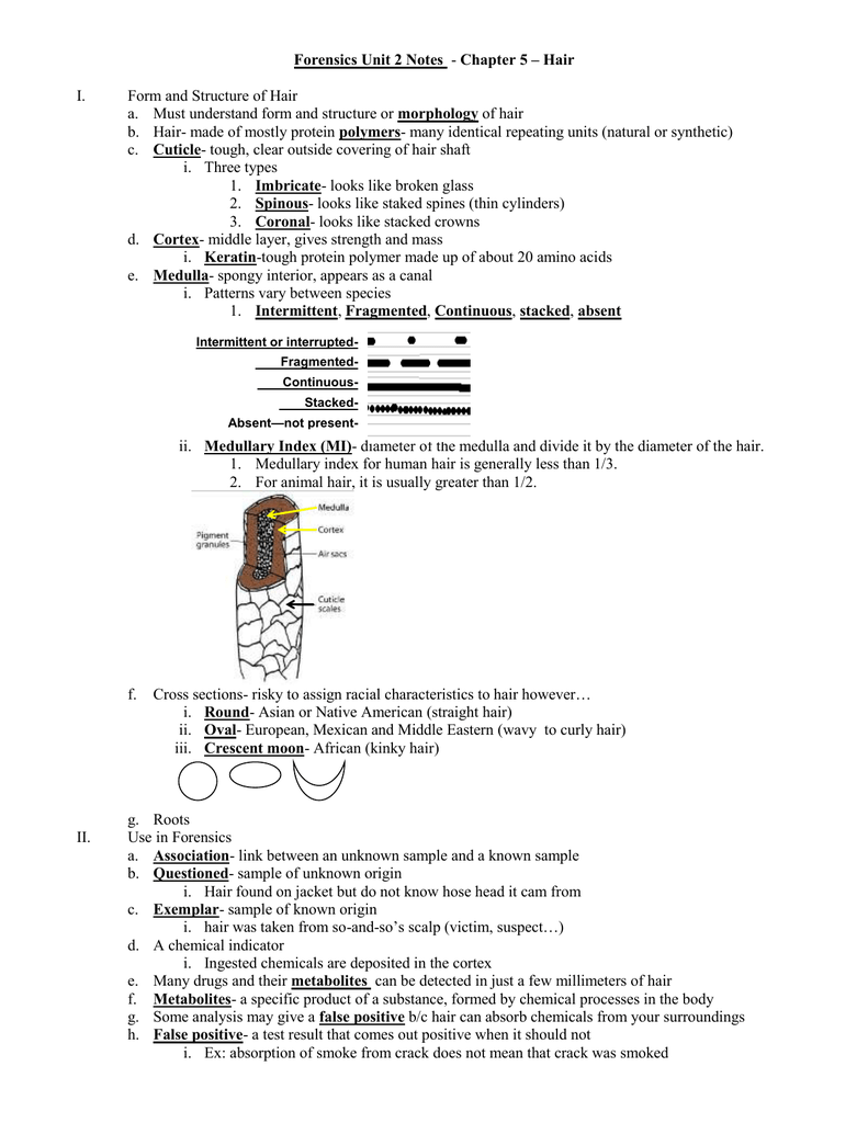 Forensics Unit 2 Notes I. Form and Structure of Hair