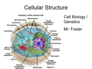 Cellular Structure Cell Biology / Genetics Mr. Foster