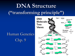 DNA Structure (“transforming principle”) Human Genetics Chp. 9