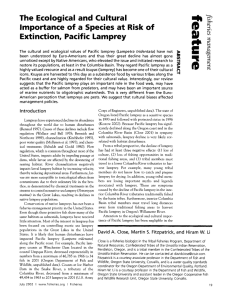 The  Ecological  and  Cultural Extinction, Pacific Lamprey