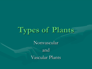 Types of  Plants Nonvascular and Vascular Plants