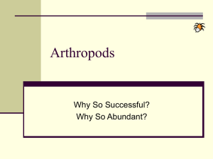 Arthropods Why So Successful? Why So Abundant?