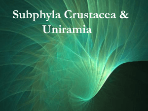 Subphyla Crustacea &amp; Uniramia
