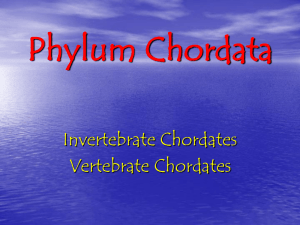 Phylum Chordata Invertebrate Chordates Vertebrate Chordates