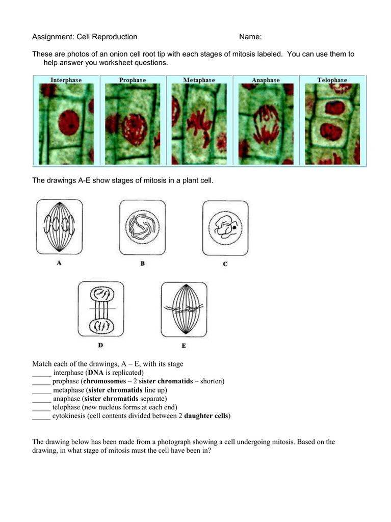 Assignment: Cell Reproduction Name: